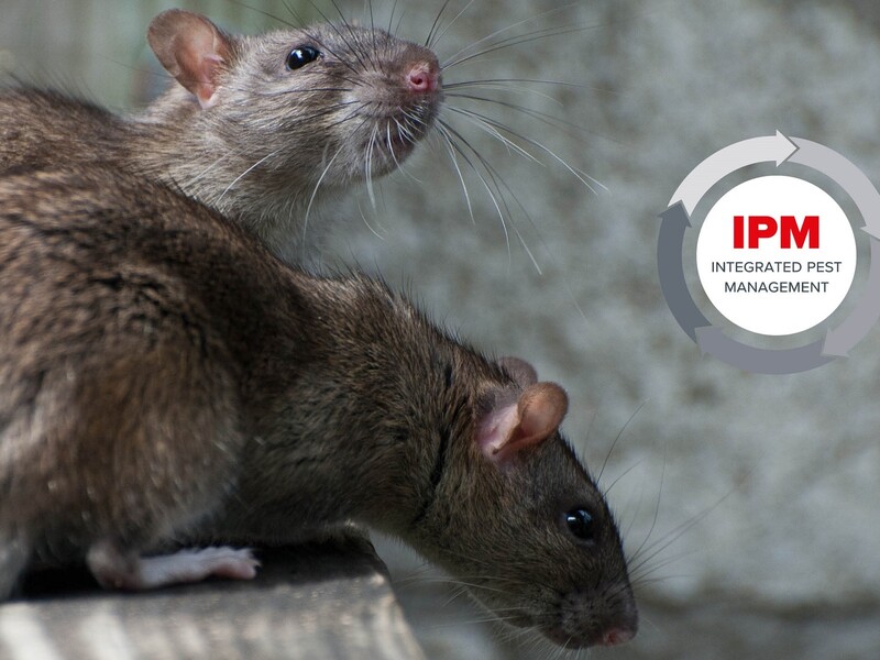 Aangescherpte wet IPM Knaagdierbeheersing
