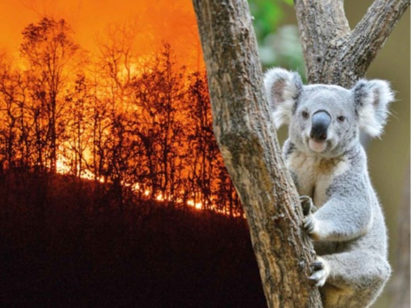 Dossche Mills komt in actie voor Australië met Koala brood