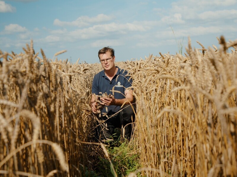 Nederlandse biotarwe vindt haar weg naar brood in supermarkt