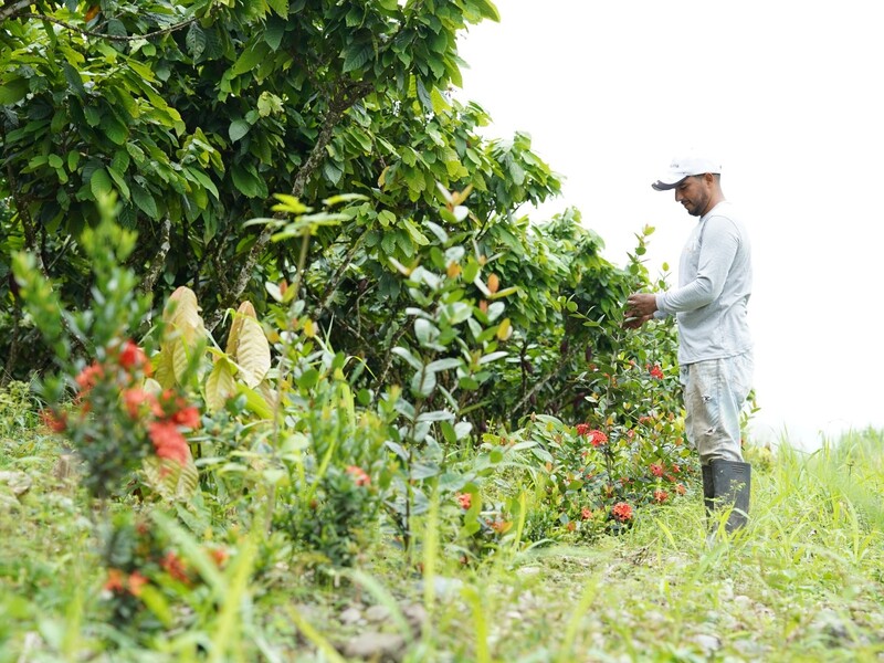 Mars en ofi bundelen krachten voor klimaatneutrale cacao in Ecuador